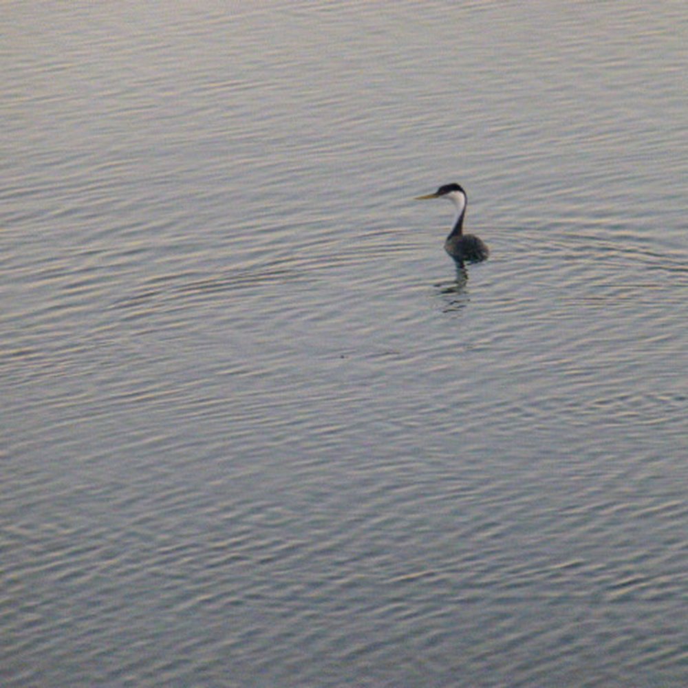 Featherbed Railroad - I believe this is a Grebe? - Bed & Breakfast Near Me - Upper Lake, California