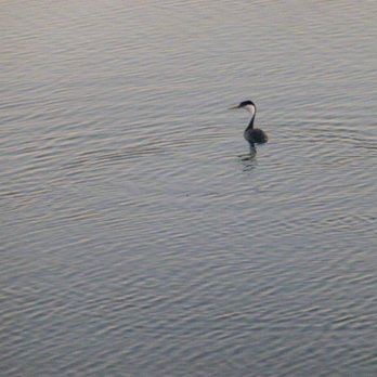 Featherbed Railroad - I believe this is a Grebe? - Bed & Breakfast Near Me - Upper Lake, California