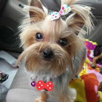 Petco - Thanks to Amber!! My gorgeous girl look amazing!!! Will take her there again! - Pet Stores Near Me - Stockton, California Petco - Thanks to Amber!! My gorgeous girl look amazing!!! Will take her there again! - Pet Stores Near Me - Stockton, California