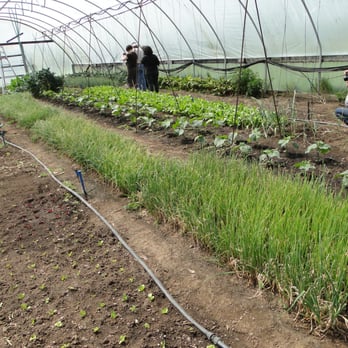 Quetzal Farm - Inside the greenhouse we found green garlic, radishes and herbs. - Fruits & Veggies Near Me - Santa Rosa, California Quetzal Farm - Inside the greenhouse we found green garlic, radishes and herbs. - Fruits & Veggies Near Me - Santa Rosa, California