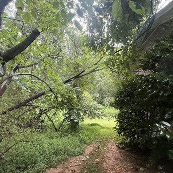 Naz Tree Service - North Georgia - Before - Tree Services Near Me - Roswell, Georgia Naz Tree Service - North Georgia - Before - Tree Services Near Me - Roswell, Georgia