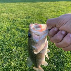 American Wilderness Campground - Fish I caught they have a catch and release pond it's a lot of fun