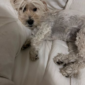 Paw Paw Pet Grooming - Before - Pet Groomers Near Me - Upland, California
