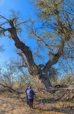 Hassayampa River Preserve by null