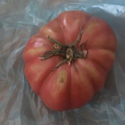Frog Hollow Farm - Heirloom Tomato