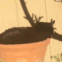 Arizona Sunburst Inn - The property kittie in her flower pot enjoying the sun like the rest of us