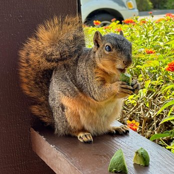Hunting Pest Services - Good times! - Pest Control Near Me - Claremont, California Hunting Pest Services - Good times! - Pest Control Near Me - Claremont, California