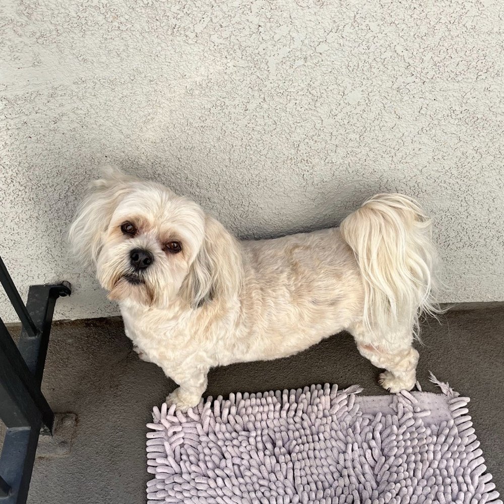 My Pookie's Spaw - "After" - Pet Groomers Near Me - Orange, California My Pookie's Spaw - "After" - Pet Groomers Near Me - Orange, California