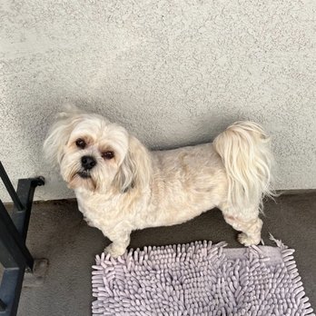 My Pookie's Spaw - "After" - Pet Groomers Near Me - Orange, California