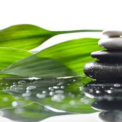 Broadleaf Health and Wellness