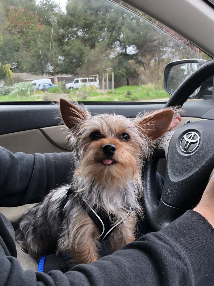 PLAZA GROOMING Updated October 2024 25 Photos & 68 Reviews 24