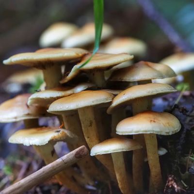 Lewis and Clark National Historical Park by null