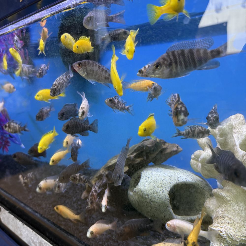 Frag Farm - Aquarium Services Near Me - Staten Island, New York Frag Farm - Aquarium Services Near Me - Staten Island, New York