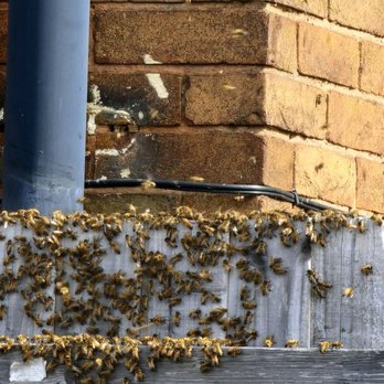 Merrick Pest Control - Pest Control Near Me Merrick Pest Control - Pest Control Near Me