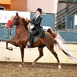Anderson Stables - Charity Fair Horse Show Champions