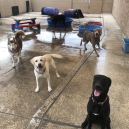 Our two labs playing at Wiggles and Wags over LBD weekend (white and grey labs). Our two labs playing at Wiggles and Wags over LBD weekend (white and grey labs).