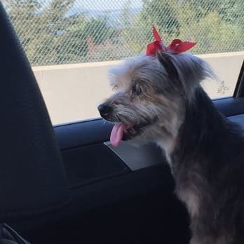 Fluff Dog Grooming - Sheleakie - Pet Groomers Near Me - San Leandro, California Fluff Dog Grooming - Sheleakie - Pet Groomers Near Me - San Leandro, California