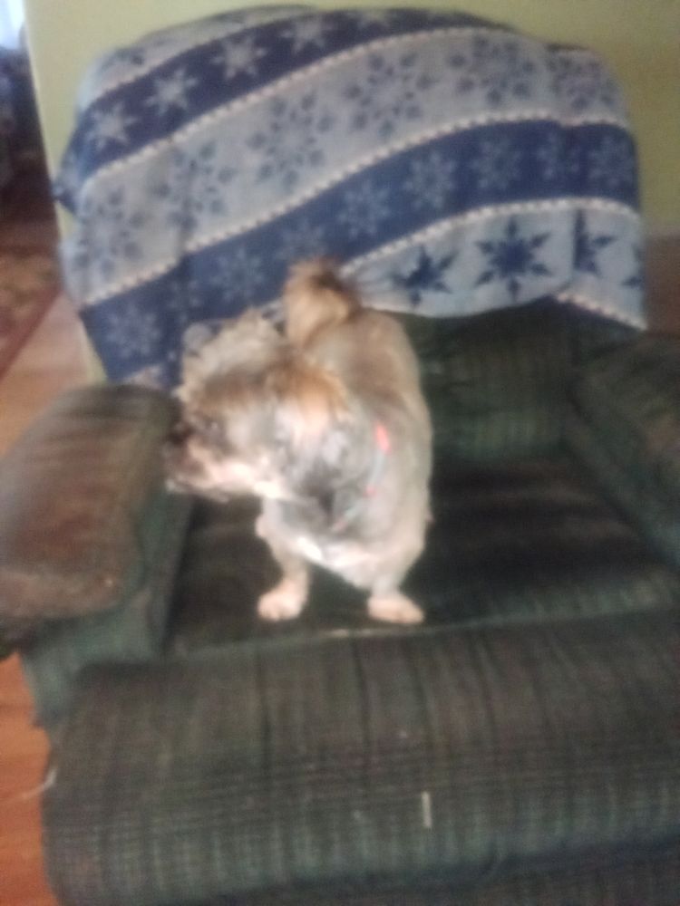 ANDREA’S DOGSITTING & BOARDING Deltona, Florida Dog Walkers Phone