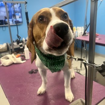 Grateful Dogs  - Pet Groomers Near Me - Wayne, New Jersey