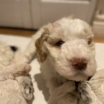 Pet-House Sitter - Pet Sitting Near Me - Delta, British Columbia