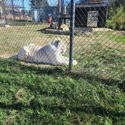 Natural Bridge Zoo - A very well fed white tiger basking in the sunshine on this cool Friday morning.
