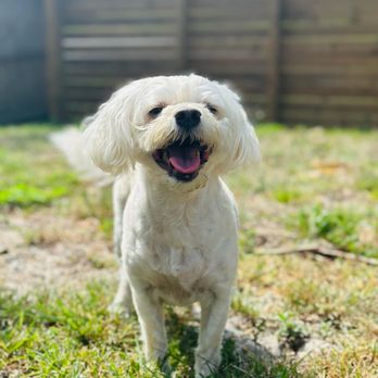 K9 Adventures PSL - Pet Transportation Near Me K9 Adventures PSL - Pet Transportation Near Me