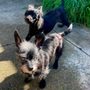 Photo of Shiny Mobile Pet Grooming