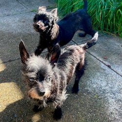Shiny Mobile Pet Grooming - Papaa is 12 yrs old naenae is 18yrs old there both blind