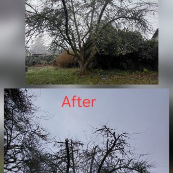 Saen Tree Removal Services - Tree Services Near Me - lakewood, Washington Saen Tree Removal Services - Tree Services Near Me - lakewood, Washington