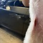 Photo of Doggystyle Mobile Pet Grooming