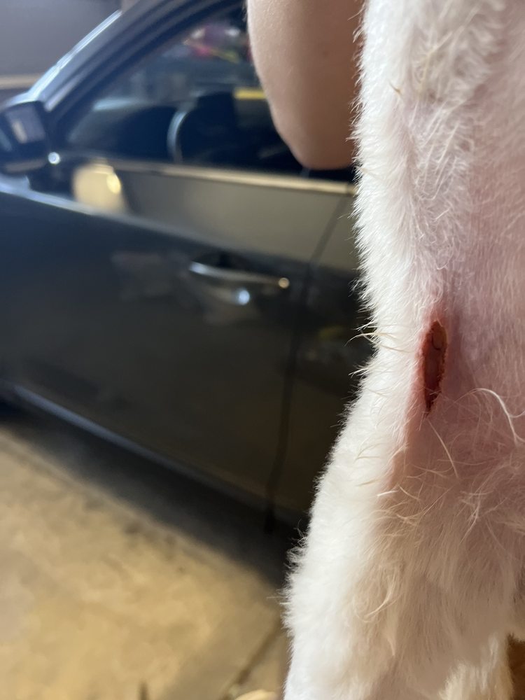 DOGGYSTYLE MOBILE PET GROOMING 16 Reviews 17100 Bear Valley Rd, Victorville, California