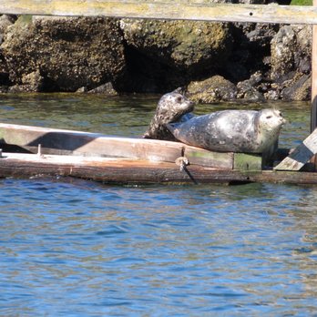 Puget Sound Express - Whale Watching Tours Near Me - Edmonds, Washington Puget Sound Express - Whale Watching Tours Near Me - Edmonds, Washington