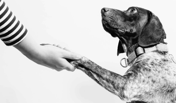 Dog Training - All the Puppy Things
$175.00 for 6 CLASSES
Our trainers will ensure that your pup is comfortable and confident in socializing, giving them the foundation for a lifetime of success! Reserve your pup's place in our Puppy Socialization class today!
PUPPY HOME SCHOOL!
$2750 for 12 days
At Zooming to Zen Enrichment Center, your puppy will experience learning important functional life skills using only positive reinforcement techniques. A day at puppy school has our students exploring safe environments where your pup will be exposed to novel stimulus, car rides, learning obedience cues, nap time in a crate, and much more!
DAY TRAINING PACKAGE
$2000 for 12 sessions
Welcome to the world of day training - the perfect solution for those of us with a busy life! This package includes three training sessions a week in your home with a trainer's undivided attention. Weekly reviews will ensure you stay in the loop on your dog's awesome new skills. Don't miss out on this amazing opportunity - contact us today to get your pup trained!
PUPPY HYBRID PACKAGE
$950 for 6 Group classes Plus 6 in home classes!
Our program is designed to foster the socialization and obedience needed to set your puppy up for success: In-home sessions will give you even more personalized tips and techniques for managing behavior and effectively communicating with your pup. With the AKC S.T.A.R Puppy Program, start your puppy's life off right - with the skills and knowledge necessary to foster a confident pup resulting in a lasting, loving relationship between the two of you.
IN HOME TRAINING
$800 for 6 SESSIONS
With our In Home Dog Training Session, you can teach your pet the proper behavior it needs to adjust to and thrive. We’ll provide you with the education, techniques, and tools needed to help your pet understand and obey commands, so that it will bring life and joy to your home instead of destruction and chaos. Our knowledgeable, certified dog trainers are experienced in teaching all breeds and ages of dogs, so no matter your pet’s size or age, they will benefit from our training. Plus, you can do the training in the comfort of your own home. With our In Home Dog training Session, you have everything you need to help your dog be the best they can be.
Convenient training in the comfort of your own home
Working in your home allows our trainers to get to know your dog intimately. By observing your dog in its own environment, we can develop a program that is tailored to your individual needs. Having your own home as a training ground is a great advantage, as our trainers can assess the potential for any problem behaviors that may be developing and provide help before they become an issue. Additionally, our trainers will help you develop a training plan for your pup that best suits your lifestyle The best way to keep your dog happy and healthy. With over a decade of experience, our trainers will give you the tools and knowledge needed to build a strong bond between you and your canine companion!
INITIAL CONSULT - $100
Ready to get your pup’s training journey started? During your initial consultation, you can expect to discuss your training goals, review your pup’s behavioral history, and get to know your trainer. A positive and successful training experience depends on having a good understanding of your pup’s past and your current expectations. We’re excited to help you get your pup ready so you can enjoy better days together! 🐶🧡
IN HOME TRAINING
$800 for 6 SESSIONS
With our In Home Dog Training we’ll provide you with the education, techniques, and tools needed to help your pet understand and follow your cues bringing life and joy to your home instead of destruction and chaos. With our In Home Dog training Sessions, you have everything you need to help your dog be the best they can be.
HYBRID PACKAGES: Get the best of both worlds! In home training and small group training too!!
TEEN/ADULT HYBRID PACKAGE
$950 for 6 Group classes Plus 6 in home classes!
All of our In-home sessions are individualized to your specific needs, and our small group classes offer lots of attention while practicing around the distraction of other or dogs. Sessions can be scheduled consecutively or concurrently, for example, one in-home session and one group class each week - which is ideal to help your dog learn new habits quickly. Sessions are up to one hour. *Dogs must be dog and people friendly to attend classes. Dog Training - All the Puppy Things
$175.00 for 6 CLASSES
Our trainers will ensure that your pup is comfortable and confident in socializing, giving them the foundation for a lifetime of success! Reserve your pup's place in our Puppy Socialization class today!
PUPPY HOME SCHOOL!
$2750 for 12 days
At Zooming to Zen Enrichment Center, your puppy will experience learning important functional life skills using only positive reinforcement techniques. A day at puppy school has our students exploring safe environments where your pup will be exposed to novel stimulus, car rides, learning obedience cues, nap time in a crate, and much more!
DAY TRAINING PACKAGE
$2000 for 12 sessions
Welcome to the world of day training - the perfect solution for those of us with a busy life! This package includes three training sessions a week in your home with a trainer's undivided attention. Weekly reviews will ensure you stay in the loop on your dog's awesome new skills. Don't miss out on this amazing opportunity - contact us today to get your pup trained!
PUPPY HYBRID PACKAGE
$950 for 6 Group classes Plus 6 in home classes!
Our program is designed to foster the socialization and obedience needed to set your puppy up for success: In-home sessions will give you even more personalized tips and techniques for managing behavior and effectively communicating with your pup. With the AKC S.T.A.R Puppy Program, start your puppy's life off right - with the skills and knowledge necessary to foster a confident pup resulting in a lasting, loving relationship between the two of you.
IN HOME TRAINING
$800 for 6 SESSIONS
With our In Home Dog Training Session, you can teach your pet the proper behavior it needs to adjust to and thrive. We’ll provide you with the education, techniques, and tools needed to help your pet understand and obey commands, so that it will bring life and joy to your home instead of destruction and chaos. Our knowledgeable, certified dog trainers are experienced in teaching all breeds and ages of dogs, so no matter your pet’s size or age, they will benefit from our training. Plus, you can do the training in the comfort of your own home. With our In Home Dog training Session, you have everything you need to help your dog be the best they can be.
Convenient training in the comfort of your own home
Working in your home allows our trainers to get to know your dog intimately. By observing your dog in its own environment, we can develop a program that is tailored to your individual needs. Having your own home as a training ground is a great advantage, as our trainers can assess the potential for any problem behaviors that may be developing and provide help before they become an issue. Additionally, our trainers will help you develop a training plan for your pup that best suits your lifestyle The best way to keep your dog happy and healthy. With over a decade of experience, our trainers will give you the tools and knowledge needed to build a strong bond between you and your canine companion!
INITIAL CONSULT - $100
Ready to get your pup’s training journey started? During your initial consultation, you can expect to discuss your training goals, review your pup’s behavioral history, and get to know your trainer. A positive and successful training experience depends on having a good understanding of your pup’s past and your current expectations. We’re excited to help you get your pup ready so you can enjoy better days together! 🐶🧡
IN HOME TRAINING
$800 for 6 SESSIONS
With our In Home Dog Training we’ll provide you with the education, techniques, and tools needed to help your pet understand and follow your cues bringing life and joy to your home instead of destruction and chaos. With our In Home Dog training Sessions, you have everything you need to help your dog be the best they can be.
HYBRID PACKAGES: Get the best of both worlds! In home training and small group training too!!
TEEN/ADULT HYBRID PACKAGE
$950 for 6 Group classes Plus 6 in home classes!
All of our In-home sessions are individualized to your specific needs, and our small group classes offer lots of attention while practicing around the distraction of other or dogs. Sessions can be scheduled consecutively or concurrently, for example, one in-home session and one group class each week - which is ideal to help your dog learn new habits quickly. Sessions are up to one hour. *Dogs must be dog and people friendly to attend classes.