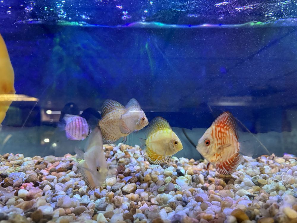 Aqua-Rama Pet Shop Image