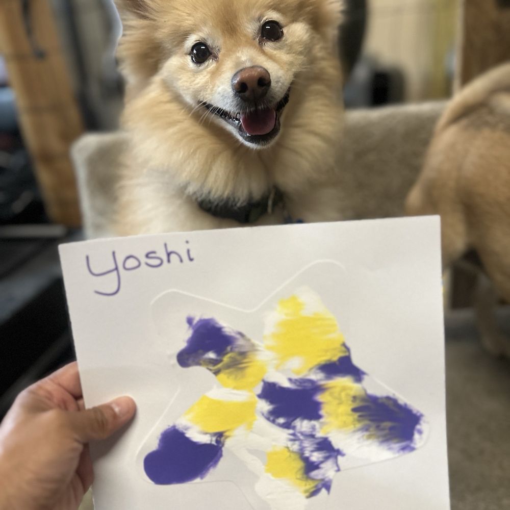 Zoom Room Dog Training - Pet Training Near Me - Hillsboro, Oregon