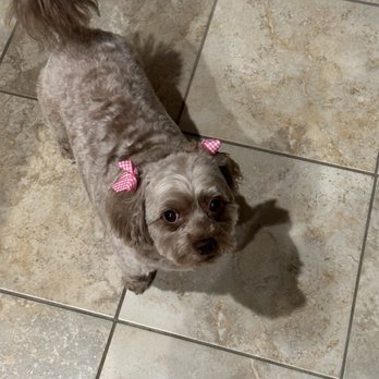 Pets R People 2 - Pet Groomers Near Me - Hemet, California Pets R People 2 - Pet Groomers Near Me - Hemet, California