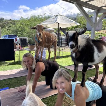 Maui Goat Yoga - Animal Assisted Therapy Near Me - Kula, Hawaii Maui Goat Yoga - Animal Assisted Therapy Near Me - Kula, Hawaii