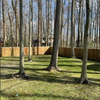 Fitzsimmons Fence - A backyard scene featuring several tall, leafless trees, a wooden privacy fence, and a grassy lawn with shadows cast by the trees. - Fences & Gates Near Me - Annapolis, Maryland