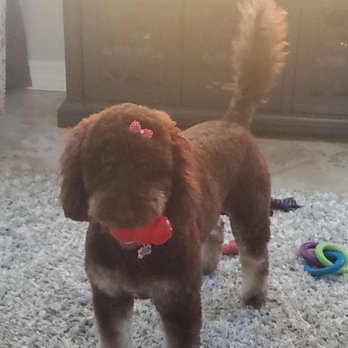 Johnny's Doghouse - My girl Stella! She got a bath, cut, and blow-dry today. Perfect!!! - Pet Groomers Near Me - Tempe, Arizona