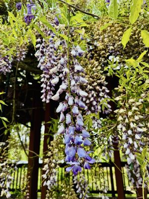 Sewanee: The University Of The South by null