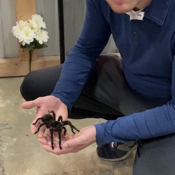 Idaho Reptile Zoo - Lady tarantula. She will grow to the size of a dinner plate. - Zoos Near Me - Boise, Idaho Idaho Reptile Zoo - Lady tarantula. She will grow to the size of a dinner plate. - Zoos Near Me - Boise, Idaho