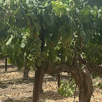 Cass Winery - Wineries Near Me - Paso Robles, California Cass Winery - Wineries Near Me - Paso Robles, California