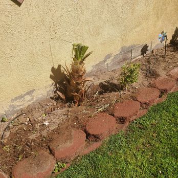 Sagos Landscape Tree Service - Landscaping Near Me - North Las Vegas, Nevada Sagos Landscape Tree Service - Landscaping Near Me - North Las Vegas, Nevada