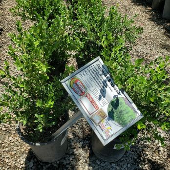 Moon Valley Nurseries - Tree Services Near Me - Chino, California Moon Valley Nurseries - Tree Services Near Me - Chino, California