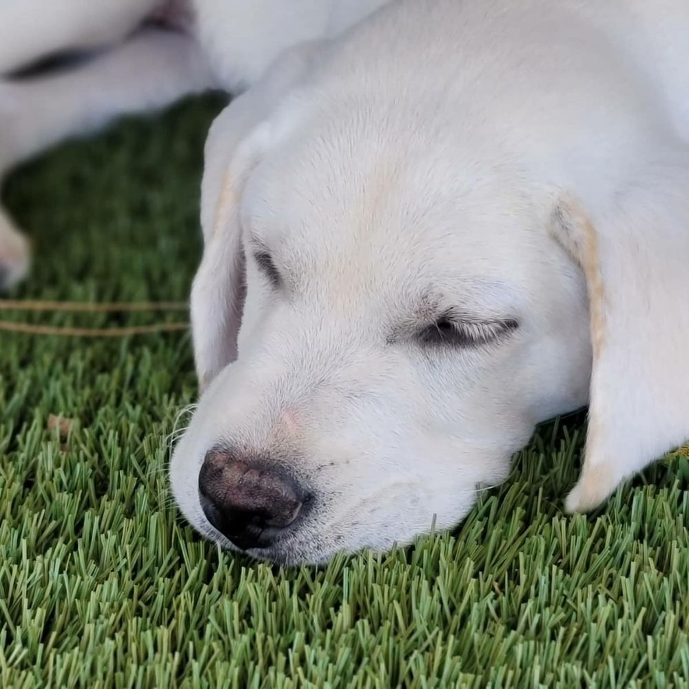 DIGG PET RESORT 256 Photos Pet Boarding 14695 Parvin Rd, Prosper