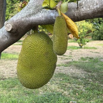 The Farm at Hokuala - Jackfruit at the farm - Farms Near Me - Hokuala, Hawaii