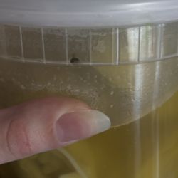 Mr Kam Restaurant - Fruit fly.