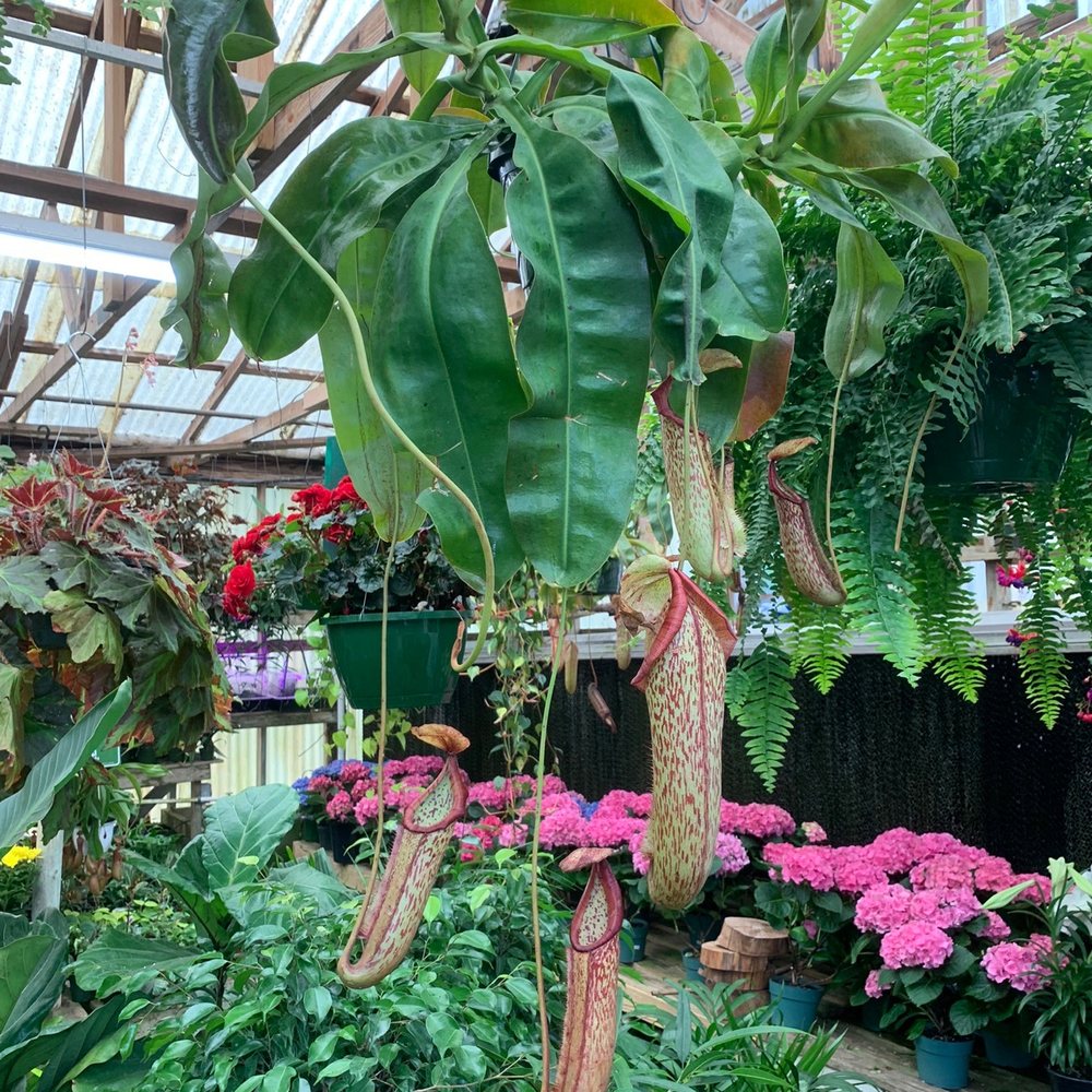 Pitcher plants!!
