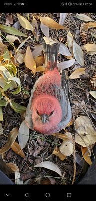 WILDNorth: Northern Alberta Wildlife Rescue & Rehabilitation by null