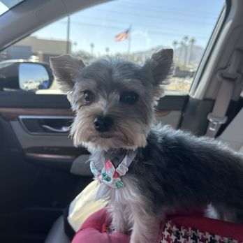 Good Dogs Sit - RoseyMae is happy! - Pet Groomers Near Me - Queen Creek, Arizona Good Dogs Sit - RoseyMae is happy! - Pet Groomers Near Me - Queen Creek, Arizona